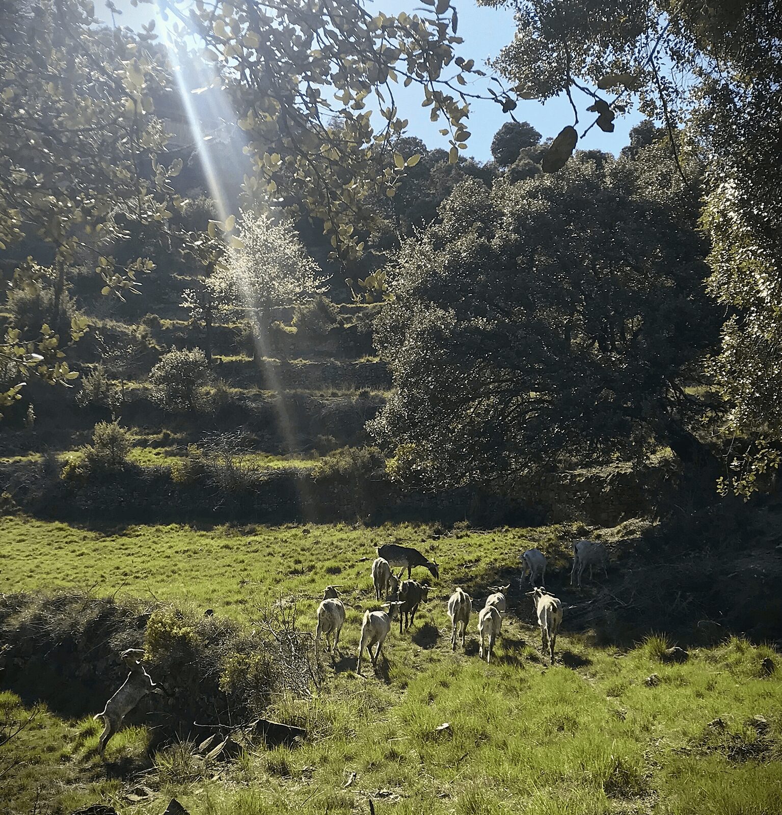 pastos 3